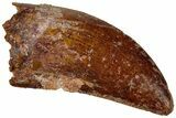 Carcharodontosaurus Tooth - Real Dinosaur Tooth #311050-1